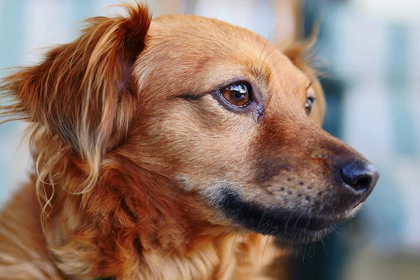 Гепатит у собак: инфекционный, острый, хронический