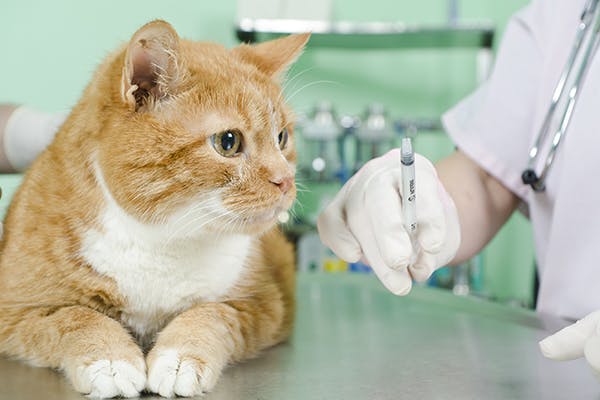 вакцинация кошек от бешенства