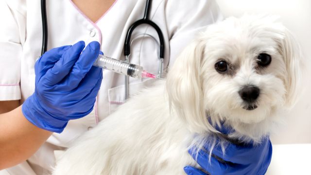 Вакцинация от бешенства собак