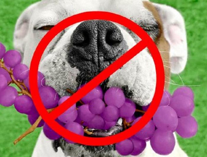 собакам нельзя виноград